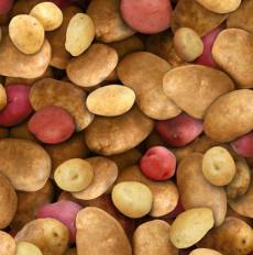 Food Festival potatos