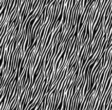 Zebra black white