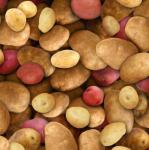 Food Festival potatos