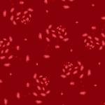 Maywood Flanell Harvest Rose Little One Red