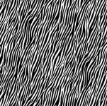 Zebra black white